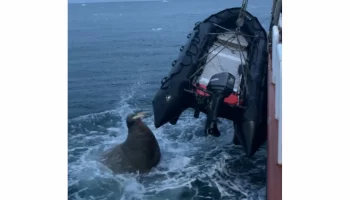 Когда моржиха решает атаковать: история нападения на профориентолога и психолога