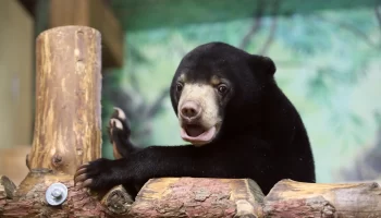 COLDY взяла на себя заботу о малайском медвежонке