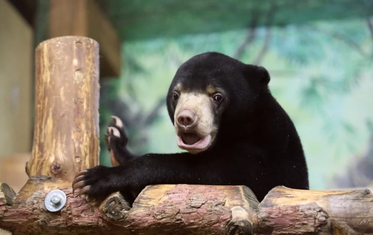 COLDY взяла на себя заботу о малайском медвежонке COLDY взяла на себя заботу о малайском медвежонке