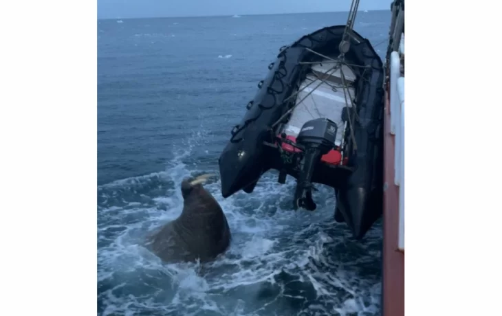 Когда моржиха решает атаковать: история нападения на профориентолога и психолога Когда моржиха решает атаковать: история нападения на профориентолога и психолога